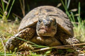 Turtle Carapace Portrait
