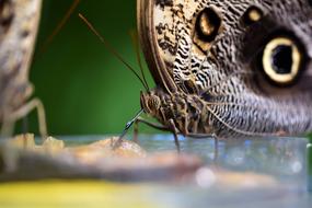 Picnic Butterfly Nature