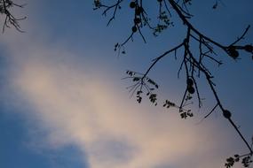 Sky Tree Nature