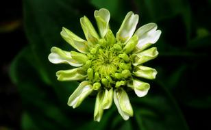 Flower Zinnia Summer