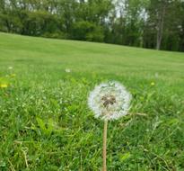 Wish Dandelion Dew
