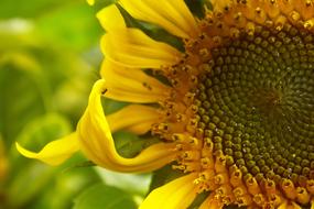 Sunflower Flower Yellow