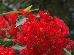 Nature Leaf Flora