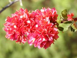 Flower Nature Plant