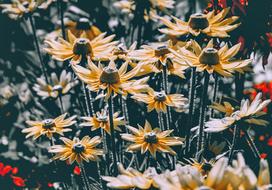 High Hat Rudbeckia Nidita