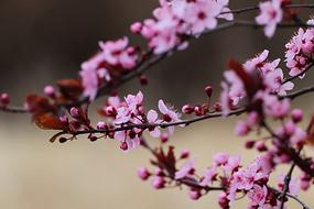 Flower Branch Nature