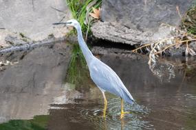 Water Nature Bird
