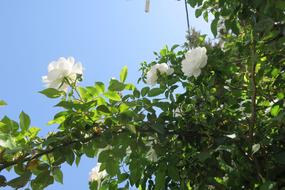 Plant Flower Leaves