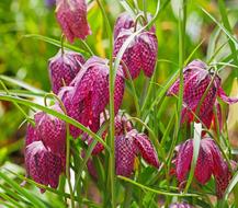 Chequered Flowers Checkered