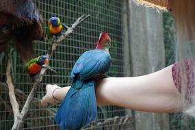 Outdoors Nature Bird