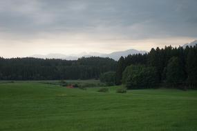 Grass Tree Landscape