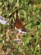 Butterfly Orange Black