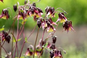 Aquilegia The Catchment Plant