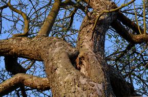 Tree Nature Wood