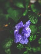 Blurred photo of Violet Flower