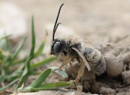 Bee Insecta Macro