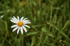 Daisies Grass Blossom
