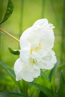 Peony White