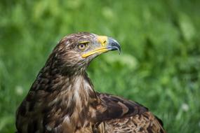 Great black golden eagle