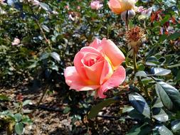 Flower Plant Nature