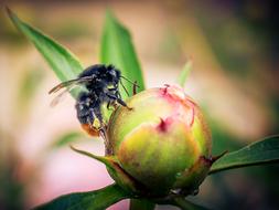 Hummel Macro Close-Up Photography
