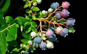 Fruit Bilberry American Nature
