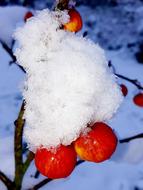 white snow on red apples in the garden