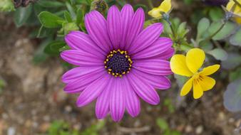 Nature Flowers Plants