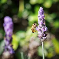 Honey Bee Flowers Nature