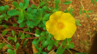 mini yellow flower