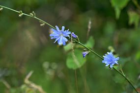 Field Bloom Cornflower Nature Blue