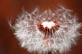 Dandelion Flower Nature Close