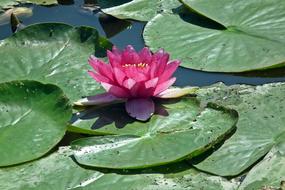 Flower Water Lily Summer