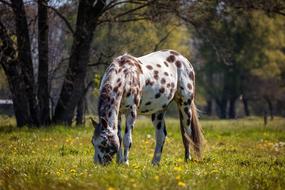 Horse Appaloosa Nature