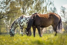Horse Appaloosa Nature