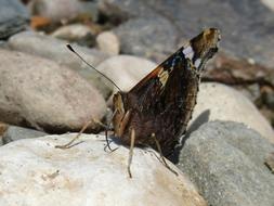 Butterfly Vanesa Vanessa Atalanta
