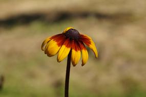 Blossom Bloom Summer