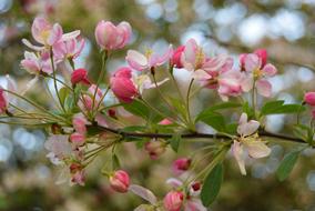 Flower Nature Apple Blossom