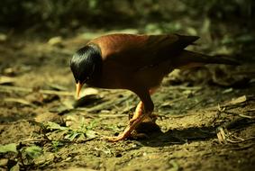 Bird Wildlife Nature