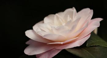 Camellia Flower