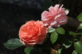 peach blossoms are beautiful flowers in the garden