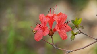 Nature Flowers Plants