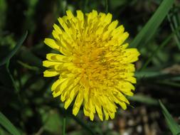 The dandelion is beautifully gorgeous