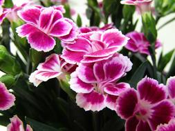 Purple Flower