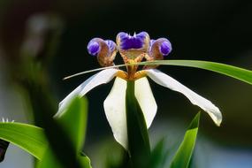 Iris Nature Plant