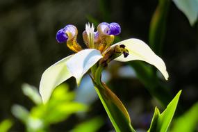 Iris Nature Plant
