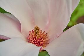 Tulip Magnolia ×