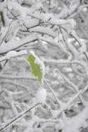 Snow Leaf Tree