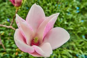 Tulip Magnolia ×