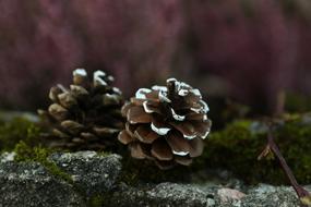 Pinecones Nature